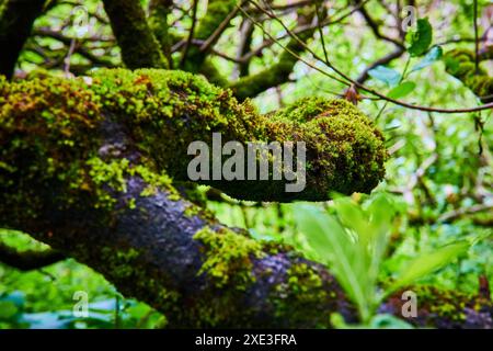 Gros plan sur la texture d'une branche d'arbre recouverte de mousse dans la forêt de l'Oregon Banque D'Images