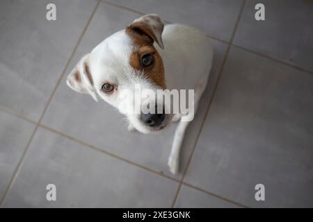 Jack Russell terrier regardant la caméra tête haute, vue de dessus. Banque D'Images