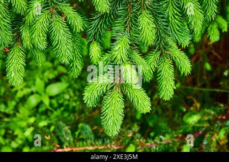 Gros plan sur les branches de sapin verdoyant dans la forêt dense Banque D'Images