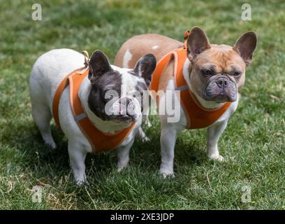 Soeurs bouledogues françaises pied de 6 ans. Hors laisse Dog Park en Californie du Nord. Banque D'Images
