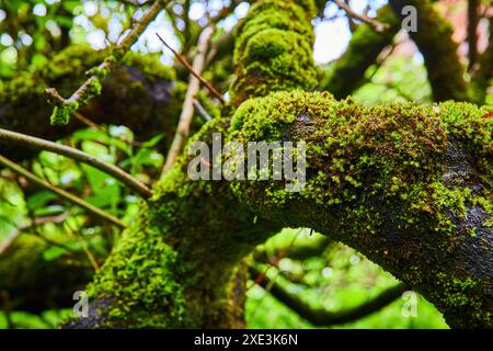 Gros plan sur les branches d'arbres nouées de mousse de forêt luxuriante Banque D'Images