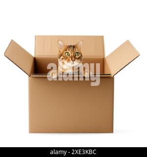 Chat Bengale mignon assis dans une boîte en carton. Banque D'Images