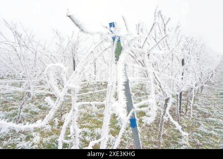 Vignoble couvert de neige en hiver après une tempête de pluie verglaçante et un jour avec un brouillard. Hiver fr Banque D'Images