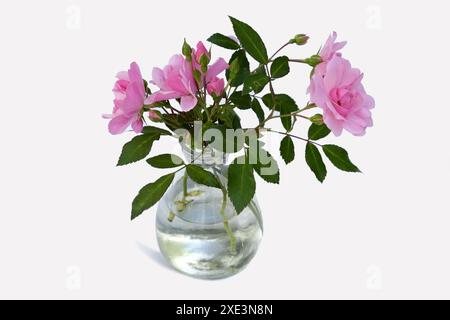Bouquet de roses Banque D'Images