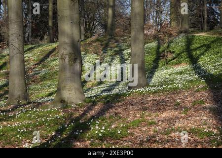 Anémones de bois sur le sol de la forêt Banque D'Images