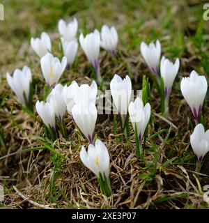 Crocus, crocus vernus Banque D'Images