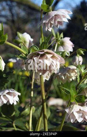 Hellebore oriental, helleborus orientalis Banque D'Images