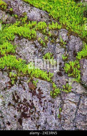 Gros plan sur les fougères vibrantes sur le mur de pierres altérées Banque D'Images