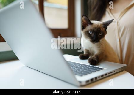 Animaux chat agissant comme un humain. Chat travaillant chez ordinateur portable Banque D'Images