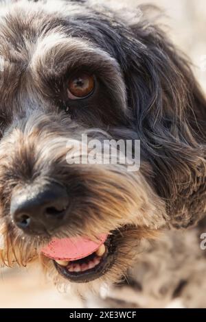 Angleterre, Kent, Broadstairs, gros plan Portrait de chien avec boule dans la bouche Banque D'Images