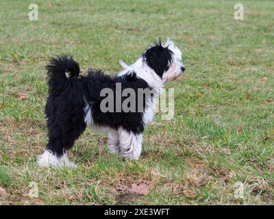 Tibetan Terrier, chiot, femelle, Banque D'Images