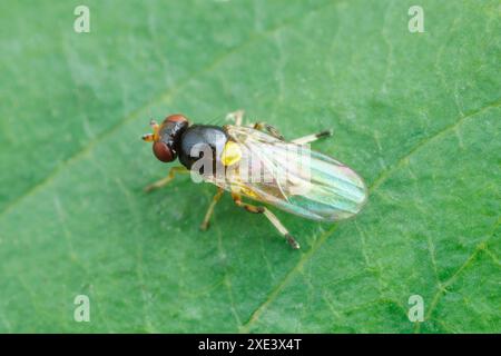 Mouche à frit (Chloropidae) Banque D'Images