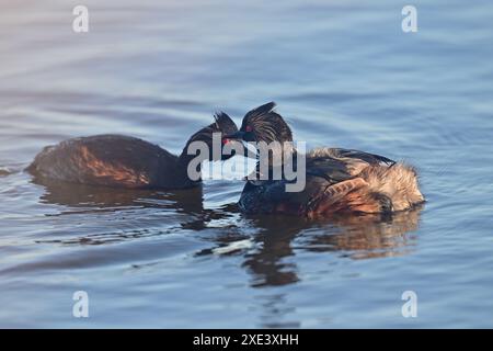 Ecouté Grebe aka Podiceps nigricollis parents avec leurs poussins Banque D'Images