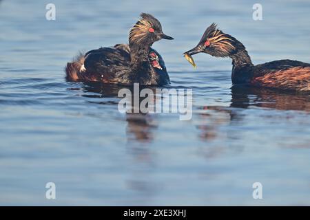 Ecouté Grebe aka Podiceps nigricollis parents avec leurs poussins Banque D'Images