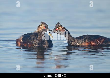 Ecouté Grebe aka Podiceps nigricollis parents avec leurs poussins Banque D'Images