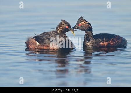 Ecouté Grebe aka Podiceps nigricollis parents avec leurs poussins Banque D'Images