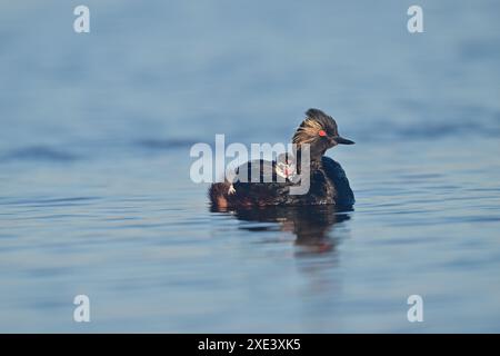 Ecouté Grebe aka Podiceps nigricollis parents avec leurs poussins Banque D'Images