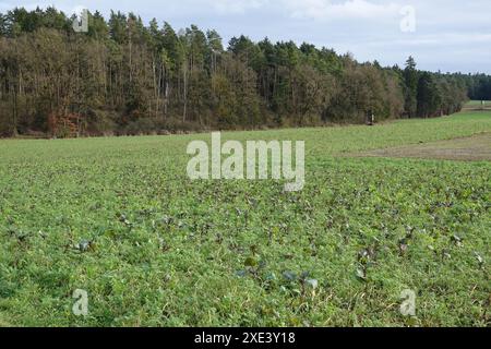 Engrais vert Banque D'Images