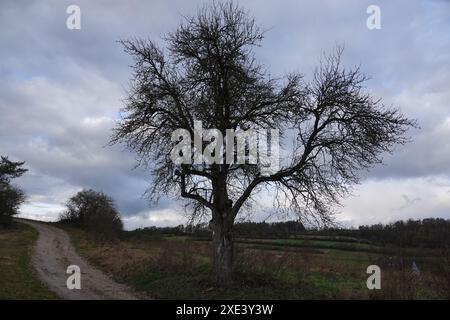 Pyrus communis, poire commune Banque D'Images