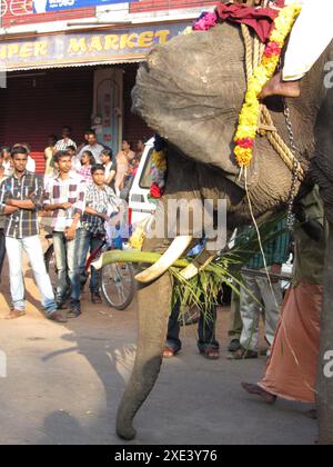 Éléphant indien dans un temple en Inde Banque D'Images