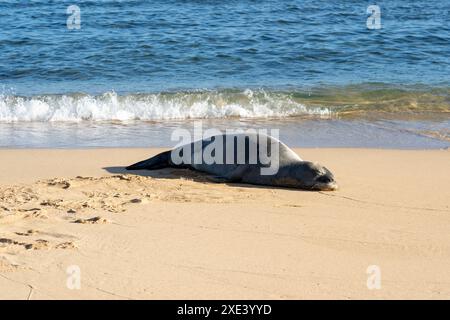 Un phoque moine hawaïen (nom scientifique : Monachus schauinslandi) dormant sur la plage de Poipu à Kauai, Hawaï, États-Unis. Banque D'Images
