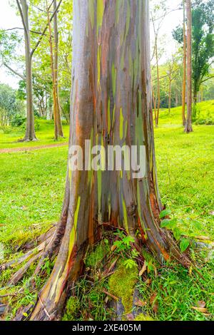 Arbre d'eucalyptus arc-en-ciel à Keahua Arboretum près de Kapa'a, Kauai, Hawaii. Banque D'Images