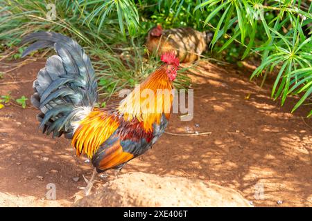 Un beau coq sauvage et une poule dans un parc à Kauai, Hawaii, USA. Un beau coq sauvage et une poule dans un parc à Kauai, Hawaii, USA. Banque D'Images