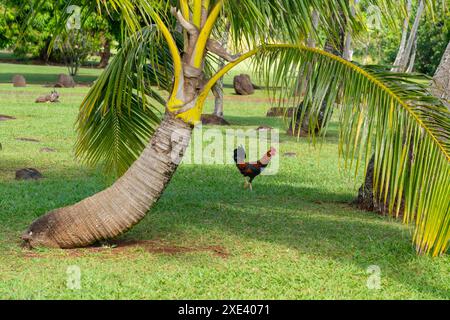 Un palmier avec un beau coq sauvage dans un parc à Kauai, Hawaii, USA. Banque D'Images