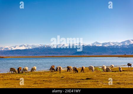 Troupeau de moutons pâturant sur la rive du lac de montagne à l'après-midi ensoleillé d'automne, vue téléobjectif avec mise au point sélective Banque D'Images