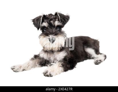 Chiot schnauzer miniature se trouve et regarde la caméra isolée sur un fond blanc Banque D'Images