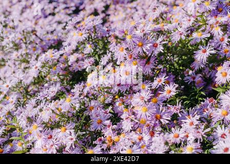 Fleurs lilas gros plan. Bouquet de fleurs violettes. Lits de fleurs de ville, un beau jardin bien entretenu avec des buissons fleuris. Banque D'Images