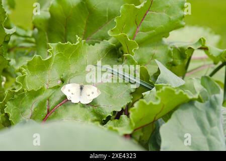 Chou papillon blanc se trouve sur une feuille de betterave dans le potager Banque D'Images