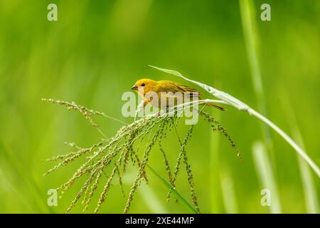 finch safran oiseau (Sicalis flaveola). Département de Santander. Faune et observation des oiseaux en Colombie Banque D'Images