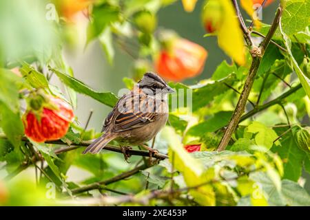 Moineau à col roux ou moineau andin (Zonotrichia capensis), Valle Del Cocora, département de Quindio. Faune Colombie Banque D'Images