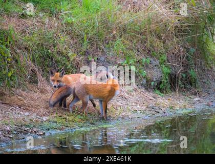 Deux renards rouges marchant sur un rivage Banque D'Images