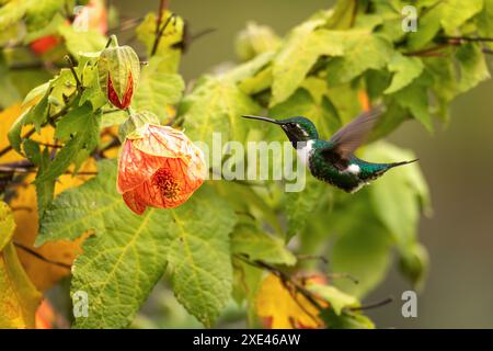 Colibri-star à ventre blanc (Chaetocercus mulsant). Valle Del Cocora, Quindio. Faune et observation des oiseaux en Colombie. Banque D'Images