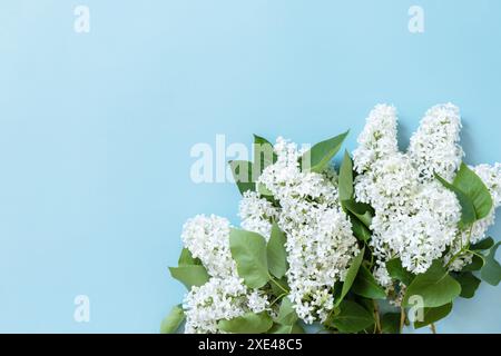 Maquette de printemps, pose plate. Fleurs blanches lilas sur fond bleu. Bordure décorative. Plan d'étapage avec vue de dessus. Copier l'espace. Banque D'Images