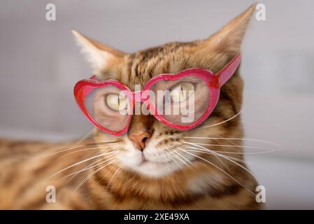 Beau chat Bengale charmant portant des lunettes roses. Banque D'Images