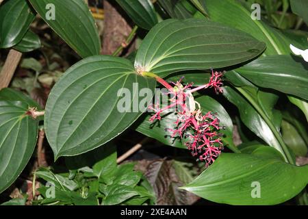 Medinilla multiflora, la belle medinilla Banque D'Images