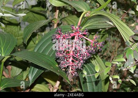 Medinilla multiflora, la belle medinilla Banque D'Images