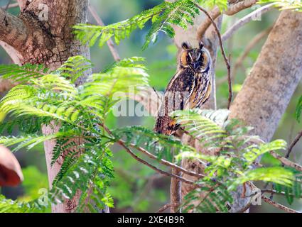 Magnifique hibou aigle Banque D'Images