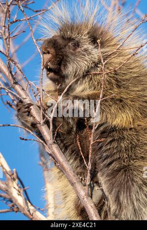 Porcupine gros plan Banque D'Images