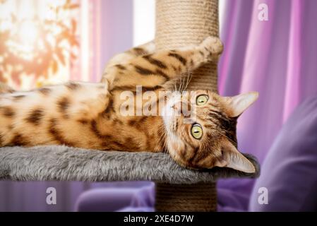 Un chat Bengale repose sur un grattoir dans le salon. Banque D'Images