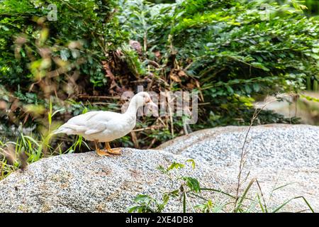 Canard de Barbarie (Cairina moschata). Tayrona, région des Caraïbes. Faune et observation des oiseaux en Colombie. Banque D'Images