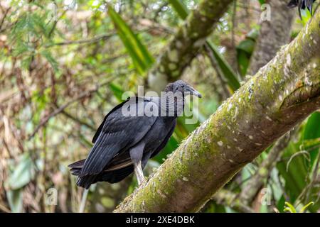 Vautours noir (Coragyps atratus), département de Guatavita Cundinamarca. Faune et observation des oiseaux en Colombie. Banque D'Images