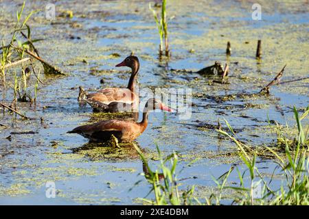 Canard sifflet à ventre noir (Dendrocygna autumnalis), département de Magdalena. Faune et observation des oiseaux en Colombie. Banque D'Images