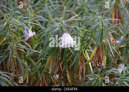 Nesocodon mauritianus, Maurice Glockenblume, Maurice Bellflower Banque D'Images