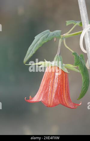 Canarina canariensis, Kanarische Glockenblume, chausson des Canaries Banque D'Images