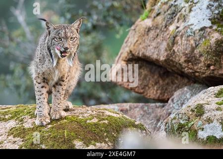 Lynx ibérique (Lynx pardinus) Sierra de Andujar. Province de Jaen. Espagne. Europe Banque D'Images