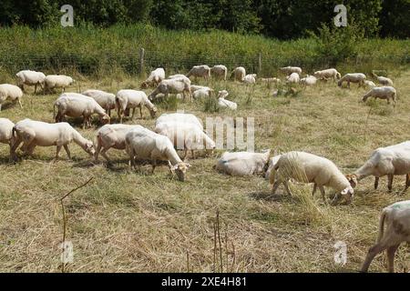 Moutons hollandais blancs récemment cisaillés dans les hautes herbes le long d'une route. Été, juin, pays-Bas. Banque D'Images